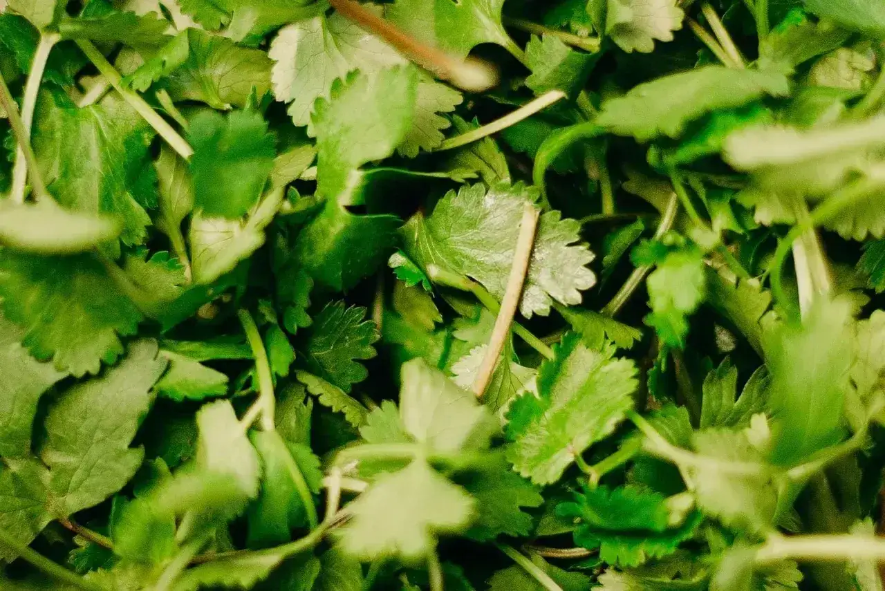 Świeża kolendra do czego? Do sałatek, zup, sosów, dań kuchni meksykańskiej i azjatyckiej. Dodaje aromatu i świeżości.