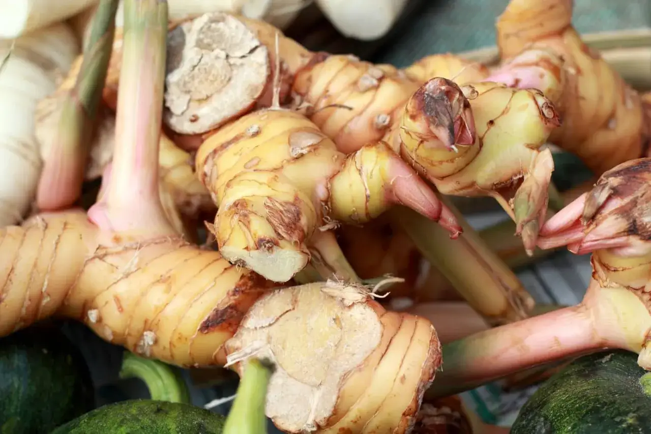 Kłącza galangalu, przypominające imbir, dodają egzotycznego smaku potrawom. Galangal co to? To aromatyczny korzeń.
